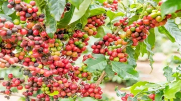 ارتفاع طفيف في أسعار البن مع استقرار تكلفة الفلفل والأرز بالأسواق